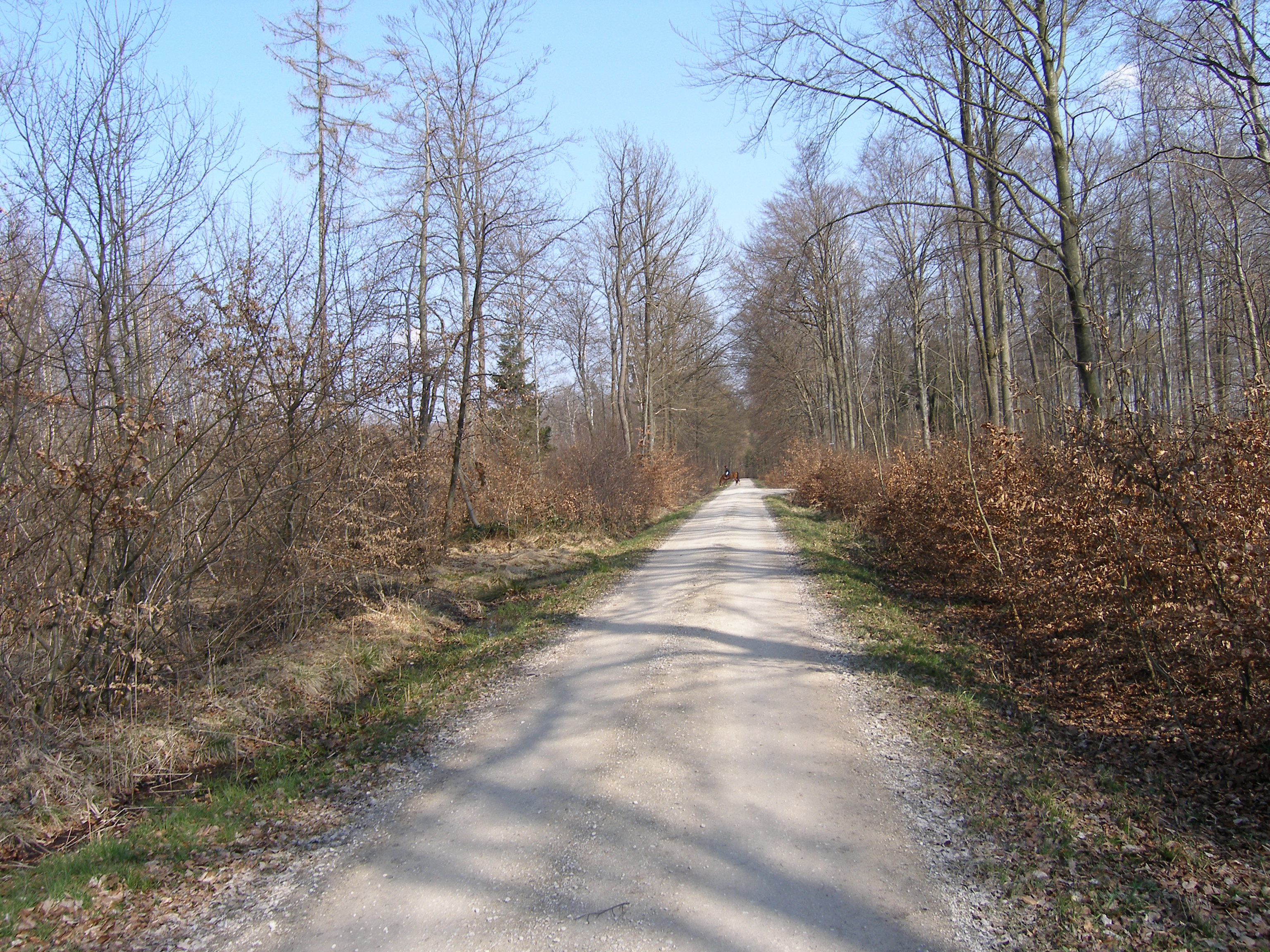 Wald in der Nähe Hafenreut